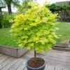 Acer Shirasawanum 'Jordan' -Yougarden Shop 510316