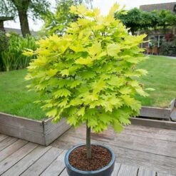Acer Shirasawanum 'Jordan'