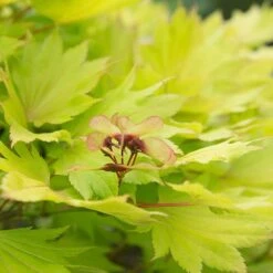 Acer Shirasawanum 'Jordan' -Yougarden Shop 510316 2
