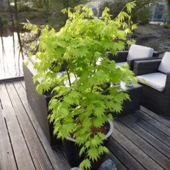 Acer Shirasawanum 'Jordan' -Yougarden Shop 510316 4