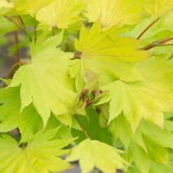 Acer Shirasawanum 'Jordan' -Yougarden Shop 510316 5