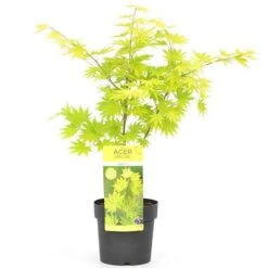 Acer Shirasawanum 'Jordan' -Yougarden Shop 510316 6