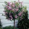 Lilac Syringa Palibin Standard -Yougarden Shop 510317