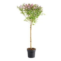 Lilac Syringa Palibin Standard -Yougarden Shop 510317 2
