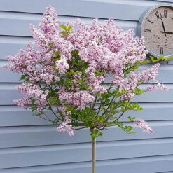 Lilac Syringa Palibin Standard -Yougarden Shop 510317 3