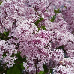 Lilac Syringa Palibin Standard -Yougarden Shop 510317 4