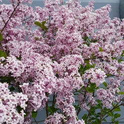 Lilac Syringa Palibin Standard -Yougarden Shop 510317 5