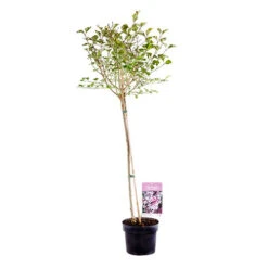 Lilac Syringa Palibin Standard -Yougarden Shop 510317 6