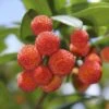 Strawberry Tree - Arbutus Unedo -Yougarden Shop 510323
