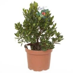 Strawberry Tree - Arbutus Unedo -Yougarden Shop 510323 3