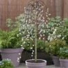 Weeping Willow Salix 'Kilmarnock' Standard Tree -Yougarden Shop 510326