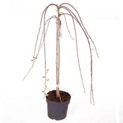 Weeping Willow Salix 'Kilmarnock' Standard Tree -Yougarden Shop 510326 2