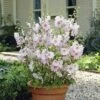 Patio Lavatera Mallow 'Barnsley Baby' -Yougarden Shop 510339