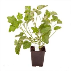 Patio Lavatera Mallow 'Barnsley Baby' -Yougarden Shop 510339 2
