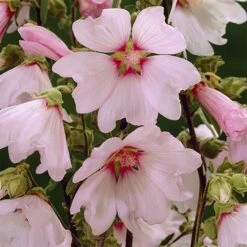 Patio Lavatera Mallow 'Barnsley Baby' -Yougarden Shop 510339 3