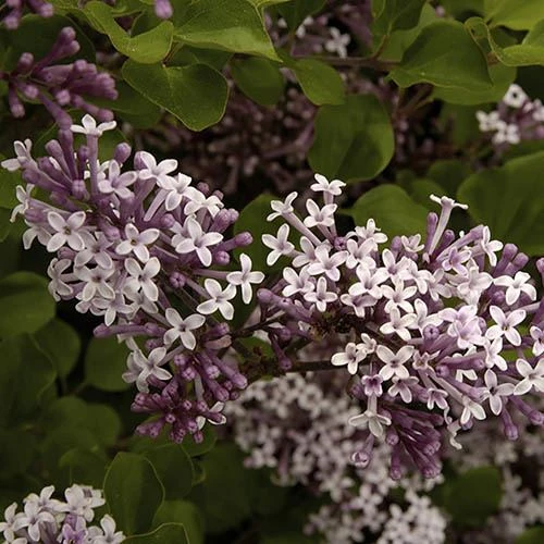 Patio Lilac 'Palibin' 4 Patio Lilac 'Palibin' - Image 2