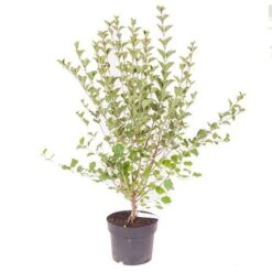 Patio Lilac 'Palibin' 8 Patio Lilac 'Palibin' -Yougarden Shop 510349 2