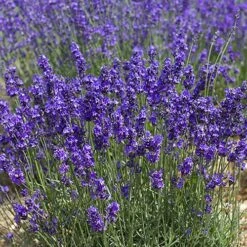 Lavender Munstead -Yougarden Shop 510354 2