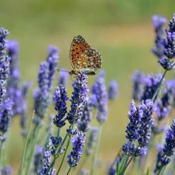Lavender Munstead -Yougarden Shop 510354 3