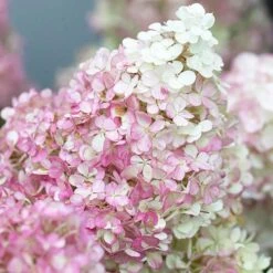 Hydrangea Paniculata Collection 9 Hydrangea Paniculata Collection -Yougarden Shop 510358 2