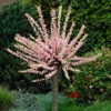 Flowering Almond Tree Prunus Triloba -Yougarden Shop 510361