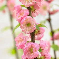 Flowering Almond Tree Prunus Triloba -Yougarden Shop 510361 2