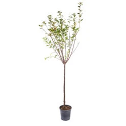 Flowering Almond Tree Prunus Triloba -Yougarden Shop 510361 3