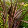 Phormium 'Sundowner Pink' 1 Phormium 'Sundowner Pink' -Yougarden Shop 510369