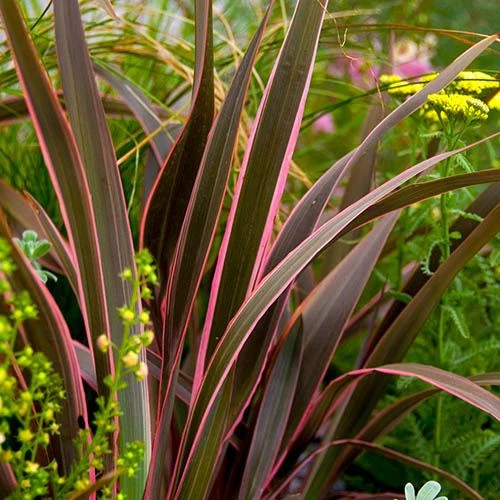 Phormium 'Sundowner Pink' 3 Phormium 'Sundowner Pink'
