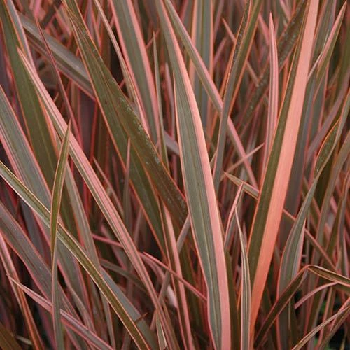 Phormium 'Sundowner Pink' 4 Phormium 'Sundowner Pink' - Image 2