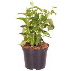 Philadelphue - Mock Orange - 'Virginal' -Yougarden Shop 510393 2