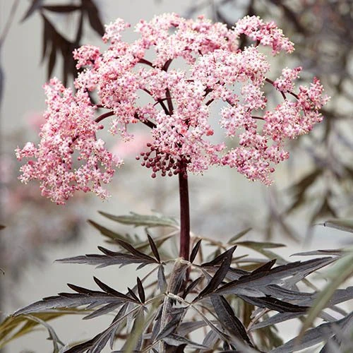 Sambucus Nigra 'Black Lace' 6 Sambucus Nigra 'Black Lace' - Image 4