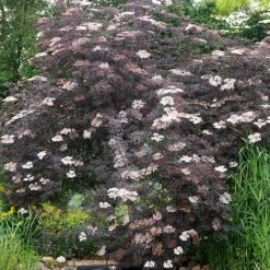 Sambucus Nigra 'Black Lace' 13 Sambucus Nigra 'Black Lace' -Yougarden Shop 510394 4