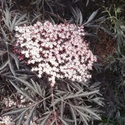 Sambucus Nigra 'Black Lace' 14 Sambucus Nigra 'Black Lace' -Yougarden Shop 510394 5
