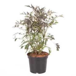 Sambucus Nigra 'Black Lace' 15 Sambucus Nigra 'Black Lace' -Yougarden Shop 510394 6