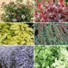 Evergreen Shrub Collection -Yougarden Shop 510403