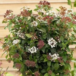 Evergreen Shrub Collection 12 Evergreen Shrub Collection -Yougarden Shop 510403 2