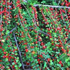 Evergreen Shrub Collection 14 Evergreen Shrub Collection -Yougarden Shop 510403 4