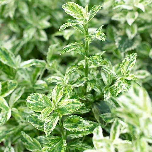 Evergreen Shrub Collection 9 Evergreen Shrub Collection - Image 7