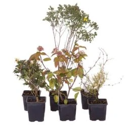 Evergreen Shrub Collection 17 Evergreen Shrub Collection -Yougarden Shop 510403 7