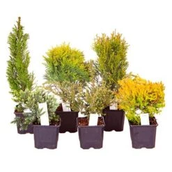 Evergreen Hardy Dwarf Conifer Collection -Yougarden Shop 510410 2