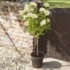 Hydrangea Paniculata 'Little Lime' Standard -Yougarden Shop 510424