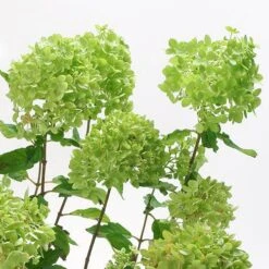 Hydrangea Paniculata 'Little Lime' Standard -Yougarden Shop 510424 2