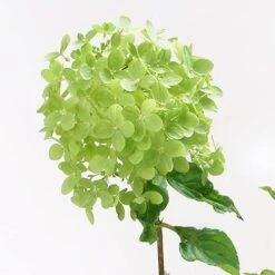 Hydrangea Paniculata 'Little Lime' Standard -Yougarden Shop 510424 3