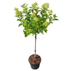 Hydrangea Paniculata 'Little Lime' Standard -Yougarden Shop 510424 4