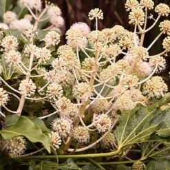 Fatsia Japonica - Castor Oil Plant -Yougarden Shop 510428 2