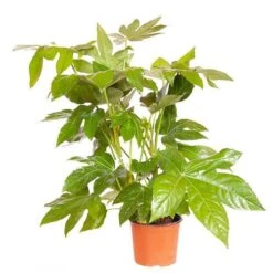 Fatsia Japonica - Castor Oil Plant -Yougarden Shop 510428 4