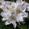 Rhododendron 'Madam Masson' -Yougarden Shop 510430