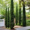 Pair Of Italian Cypress Trees -Yougarden Shop 510471