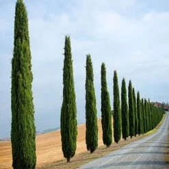 Pair Of Italian Cypress Trees -Yougarden Shop 510471 5